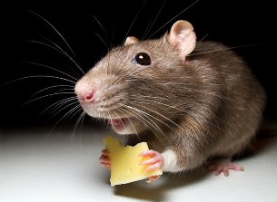к чему снятся мыши