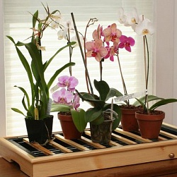 Пересадка и грунт для орхидей в домашних условиях